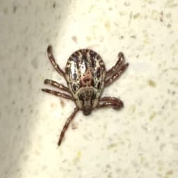 Rocky Mountain Wood Tick