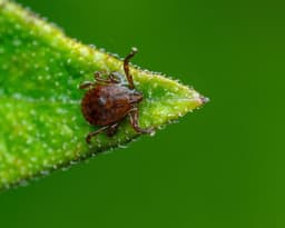 Asian Longhorned Tick