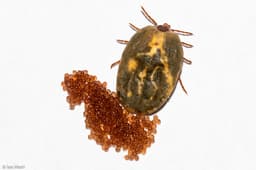 Brown Dog Tick