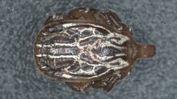 Gulf Coast Tick